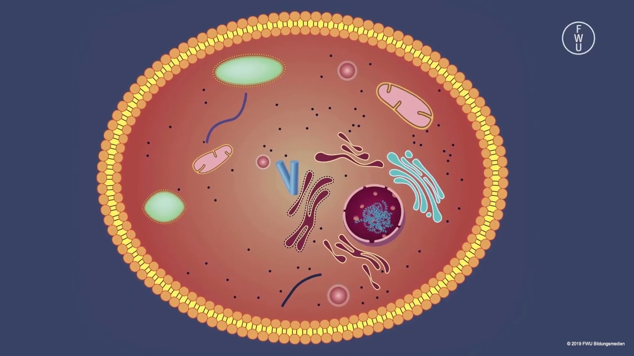 Video 1: Zellen & DNA Vorschaubild Video 1: Zellen & DNA
